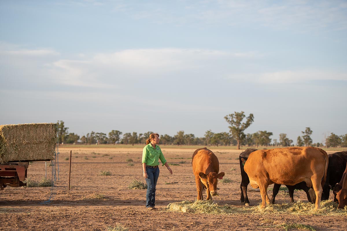 Woman feeding cows